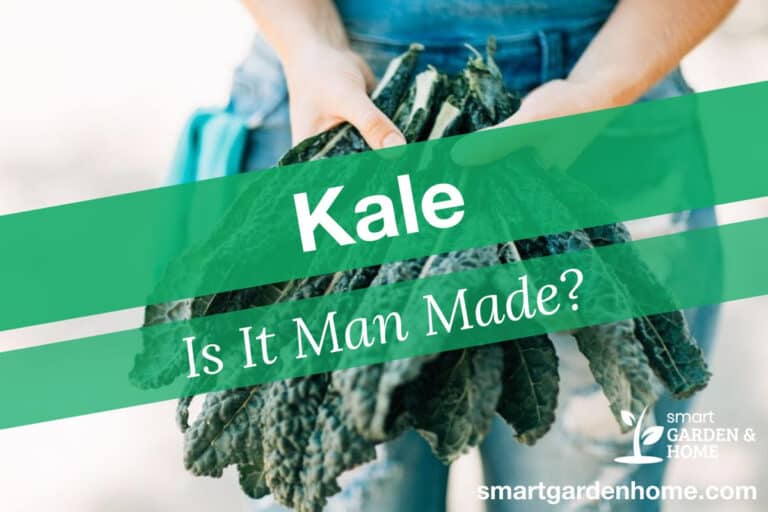 Is Kale Man Made?