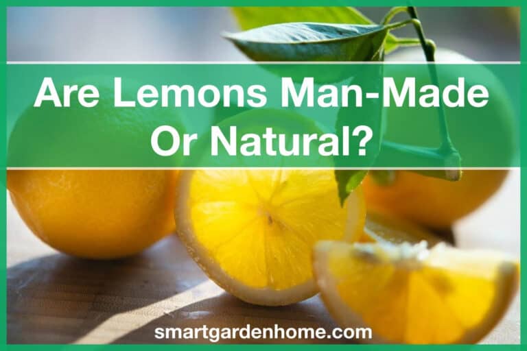 Is Lemon Man-Made?