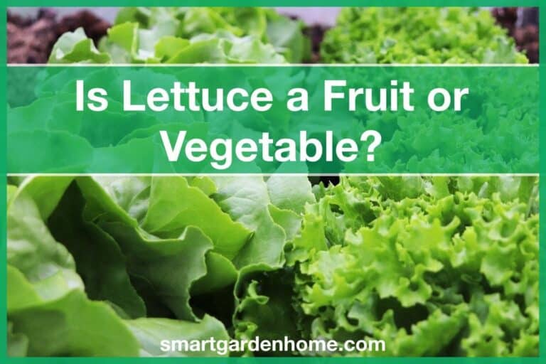 Is Lettuce a Fruit or Vegetable