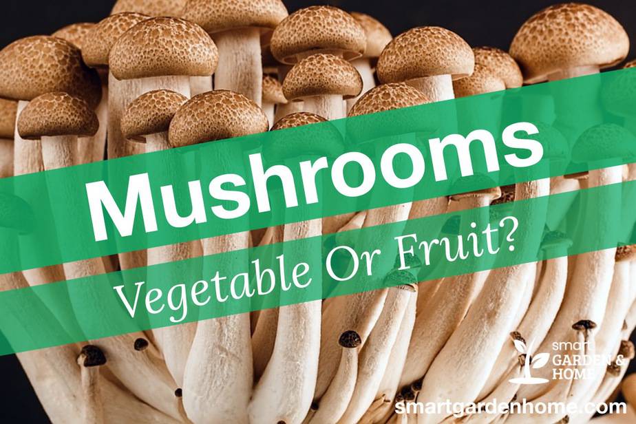 is-mushroom-a-vegetable-or-fruit-smart-garden-and-home