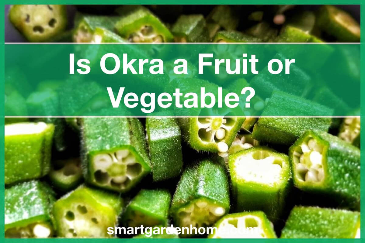 is-okra-a-fruit-or-vegetable-smart-garden-and-home