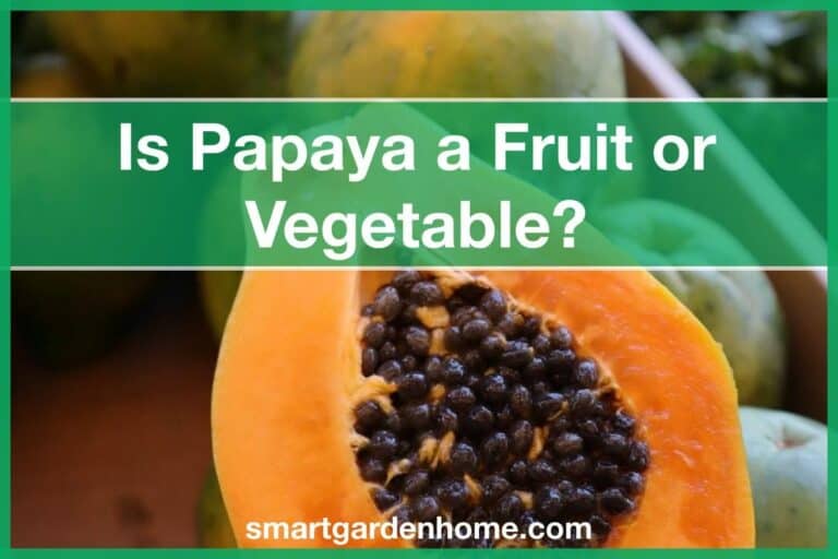 Is Papaya a Fruit or Vegetable