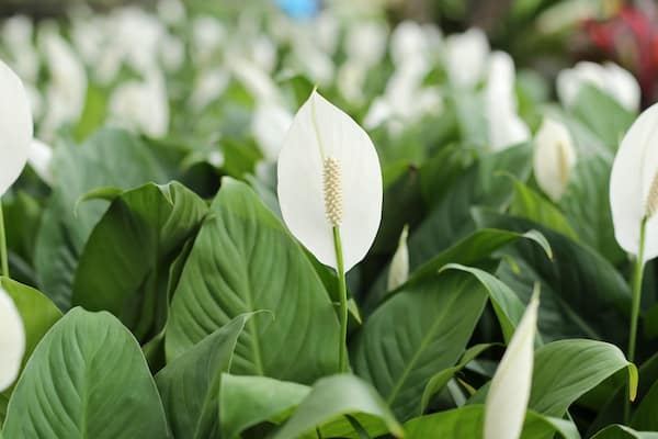 Peace Lily Plant