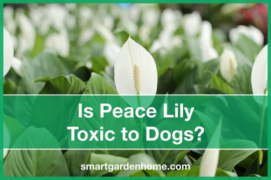 are lilies bad for dogs