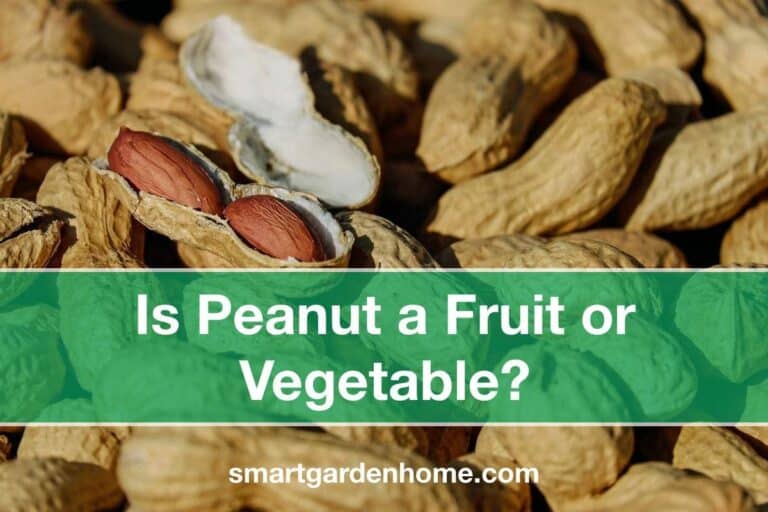 Is Peanut a Fruit or Vegetable