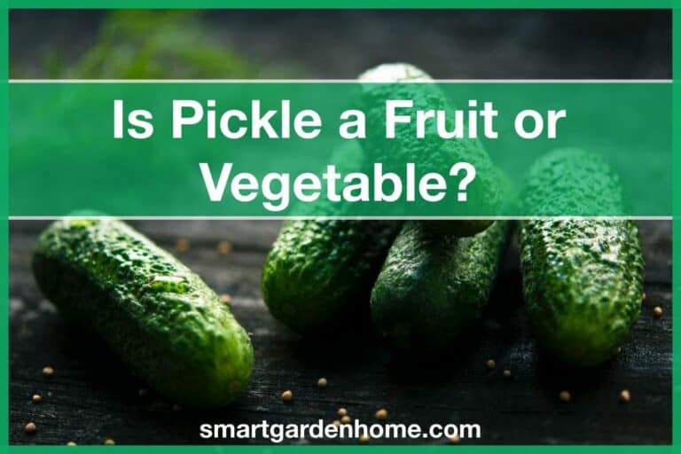 Is Pickle a Fruit or Vegetable?