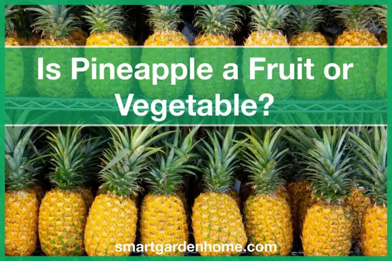 Is Pineapple a Fruit or Vegetable?