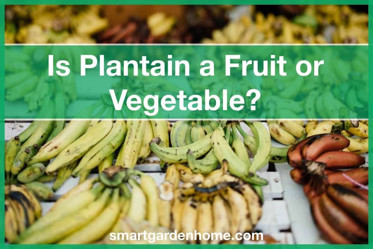 Is Plantain A Fruit Or Vegetable? - Smart Garden And Home