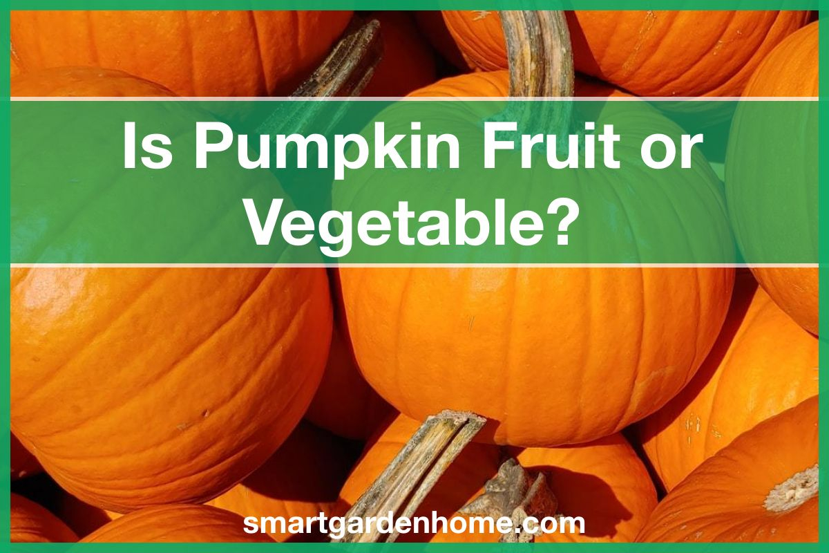 is-pumpkin-a-fruit-or-vegetable-smart-garden-and-home