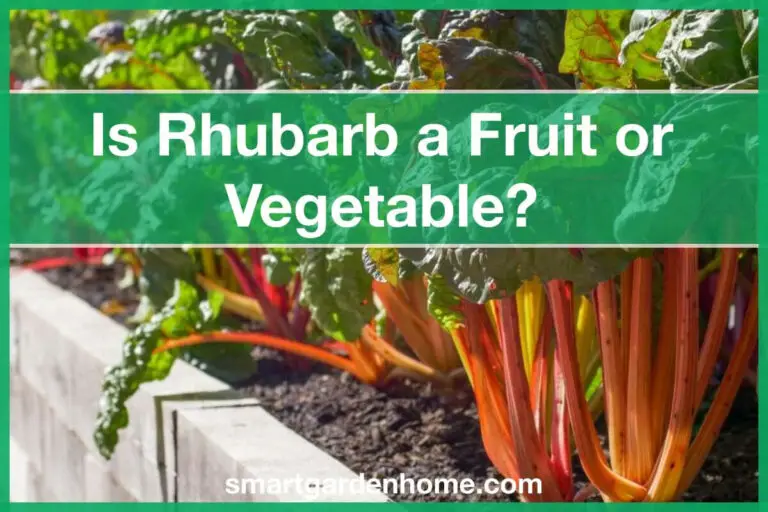 Is Rhubarb Fruit or Vevgetable?