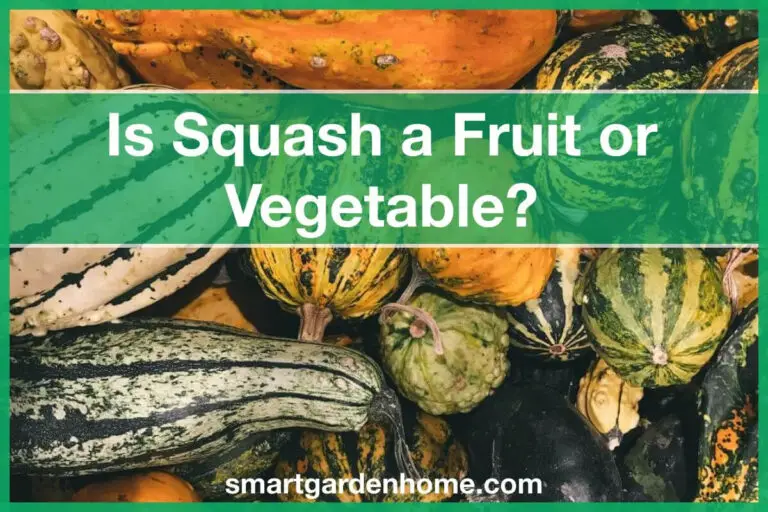 Is Squash Fruit or Vegetable?