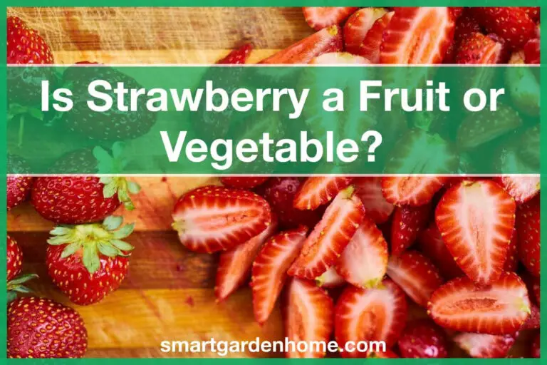 Is Strawberry a Fruit or Vegetable?