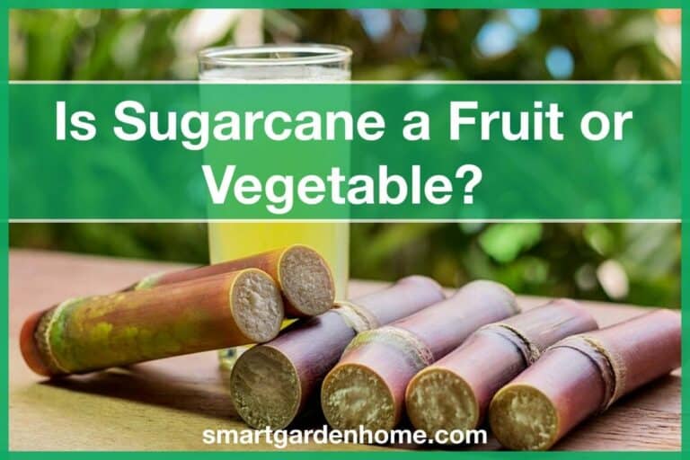 Is Sugarcane a Fruit or Vegetable