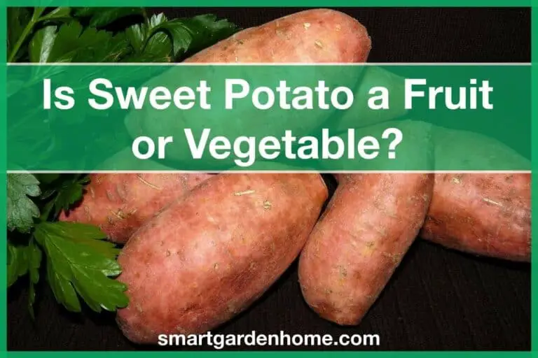 Is Sweet Potato a Fruit or Vegetable