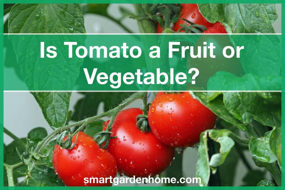 Is Tomato A Fruit Or Vegetable? - Smart Garden And Home