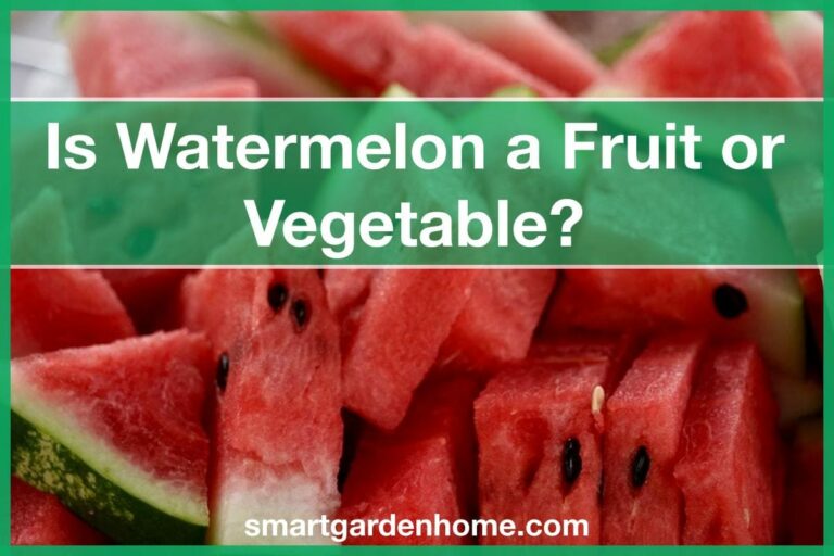 Is Watermelon Fruit or Vegetable?