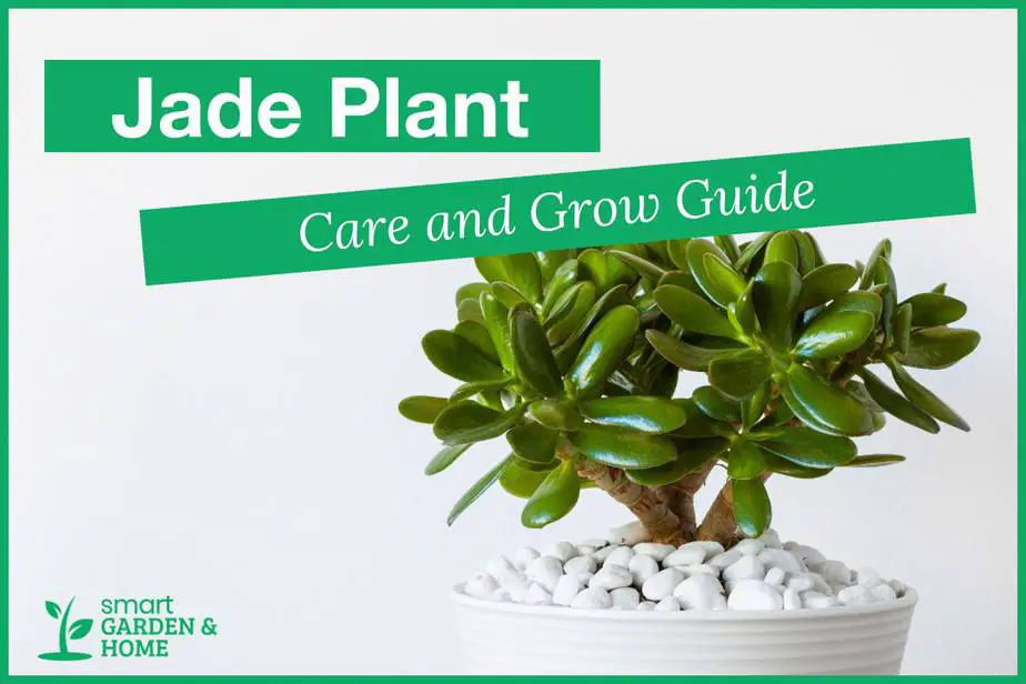 Jade Plant Care And Growing Guide - Smart Garden And Home