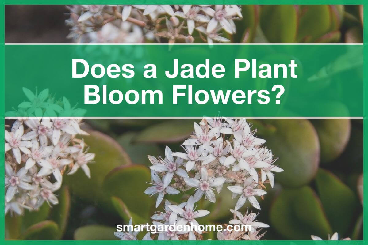 Does a Jade Plant Flower and Bloom?