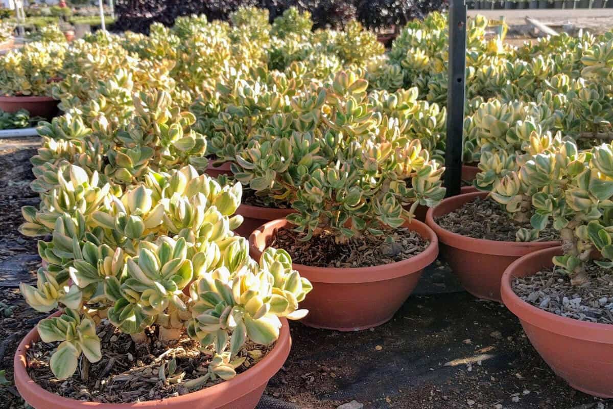 Jade Plant Pot Considerations