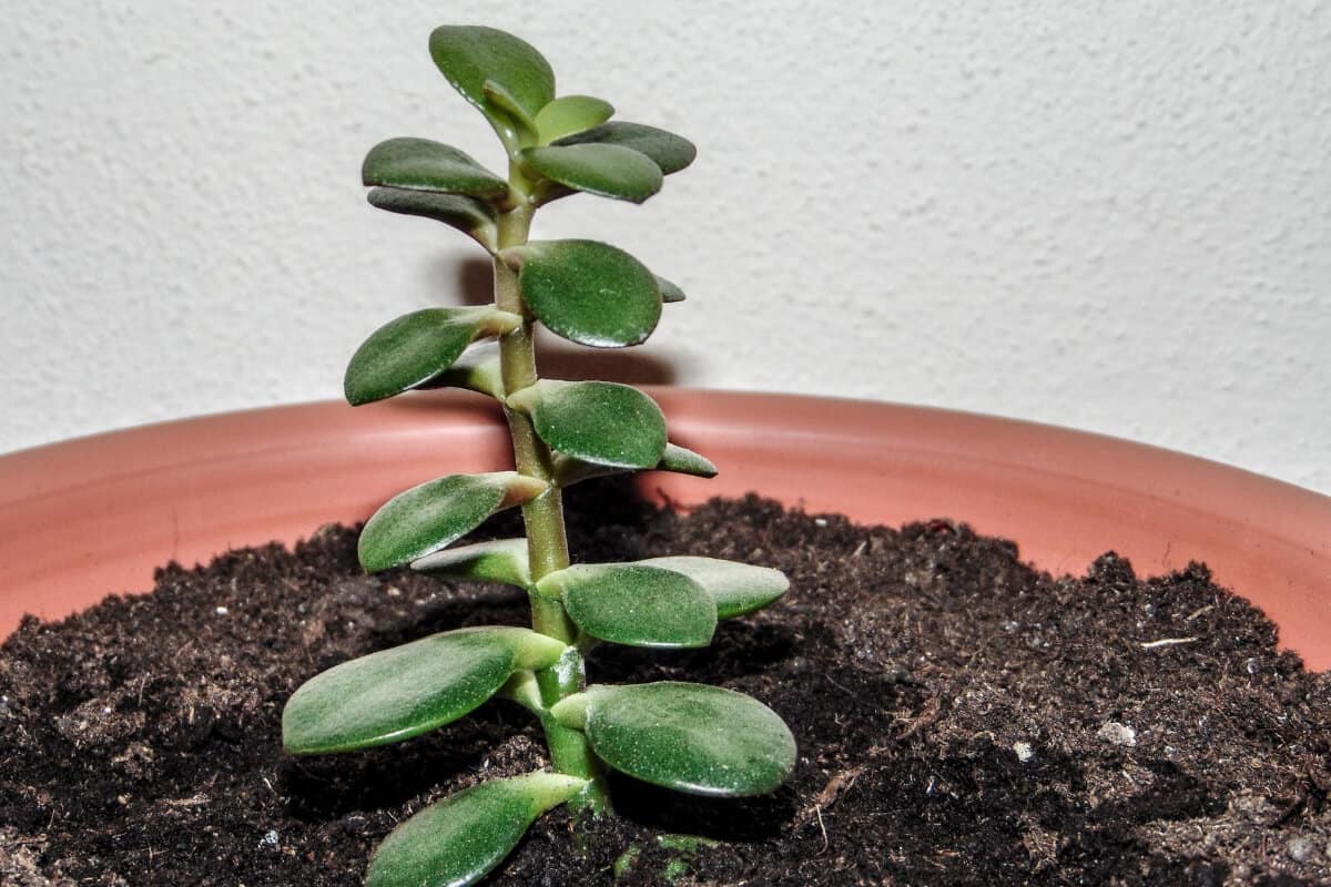 Jade Plant Soil Mix and Pots