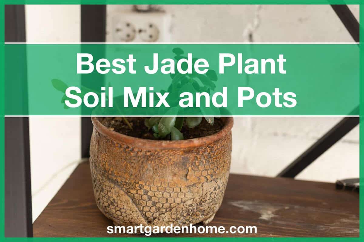 Choose The Best Jade Plant Soil Mix And Pots Smart Garden And Home