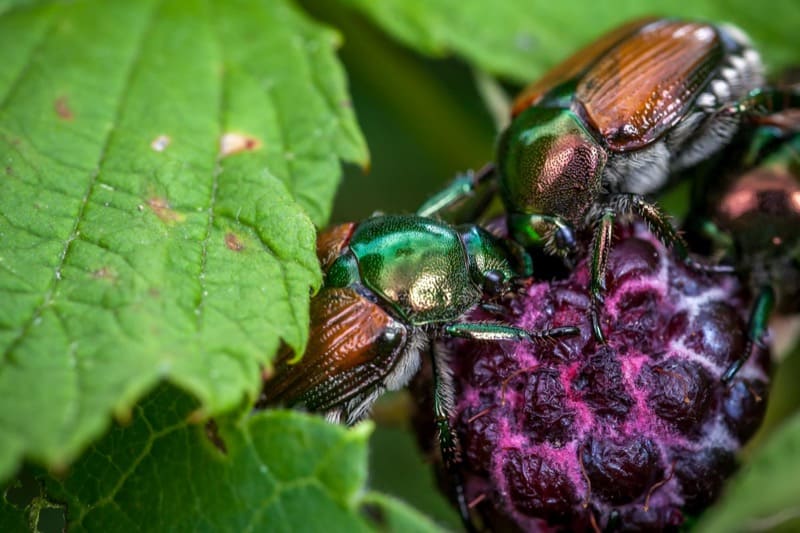 Japanese Beetles