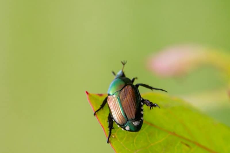 Japanese Beetles