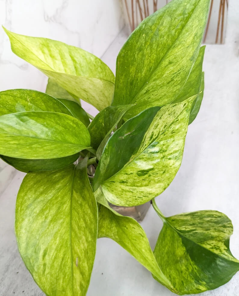 A healthy potted Jessenia pothos with large, vibrant green and yellow variegated leaves sits on a white surface.