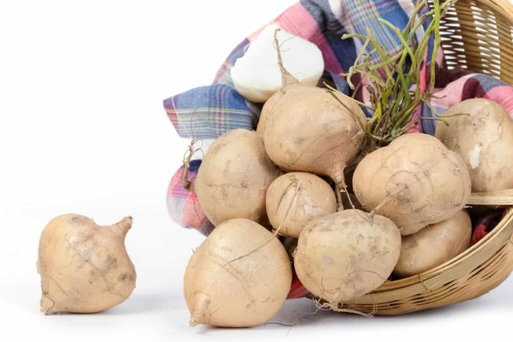 Is Jicama Fruit or Vegetable