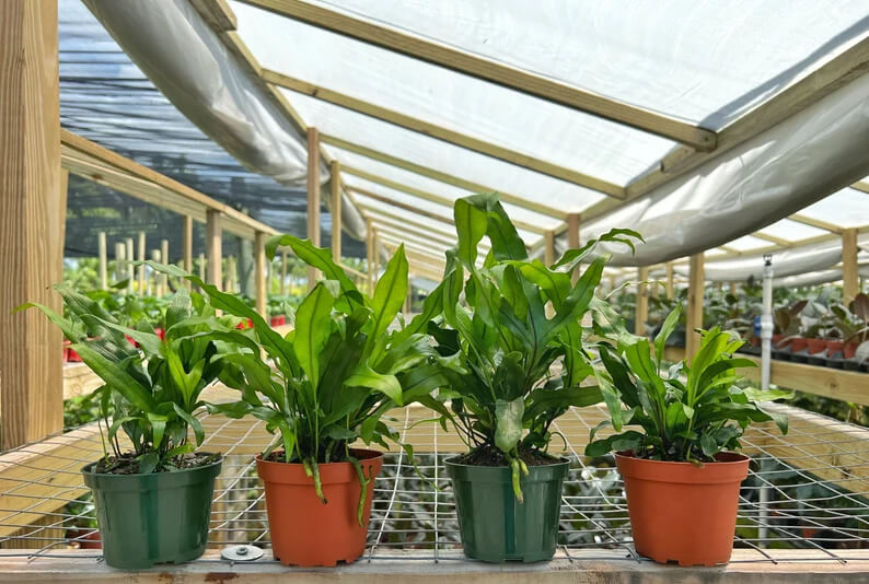 Four small potted kangaroo paw fern plants with broad green leaves placed on a metal grid surface inside a greenhouse with a transparent roof.