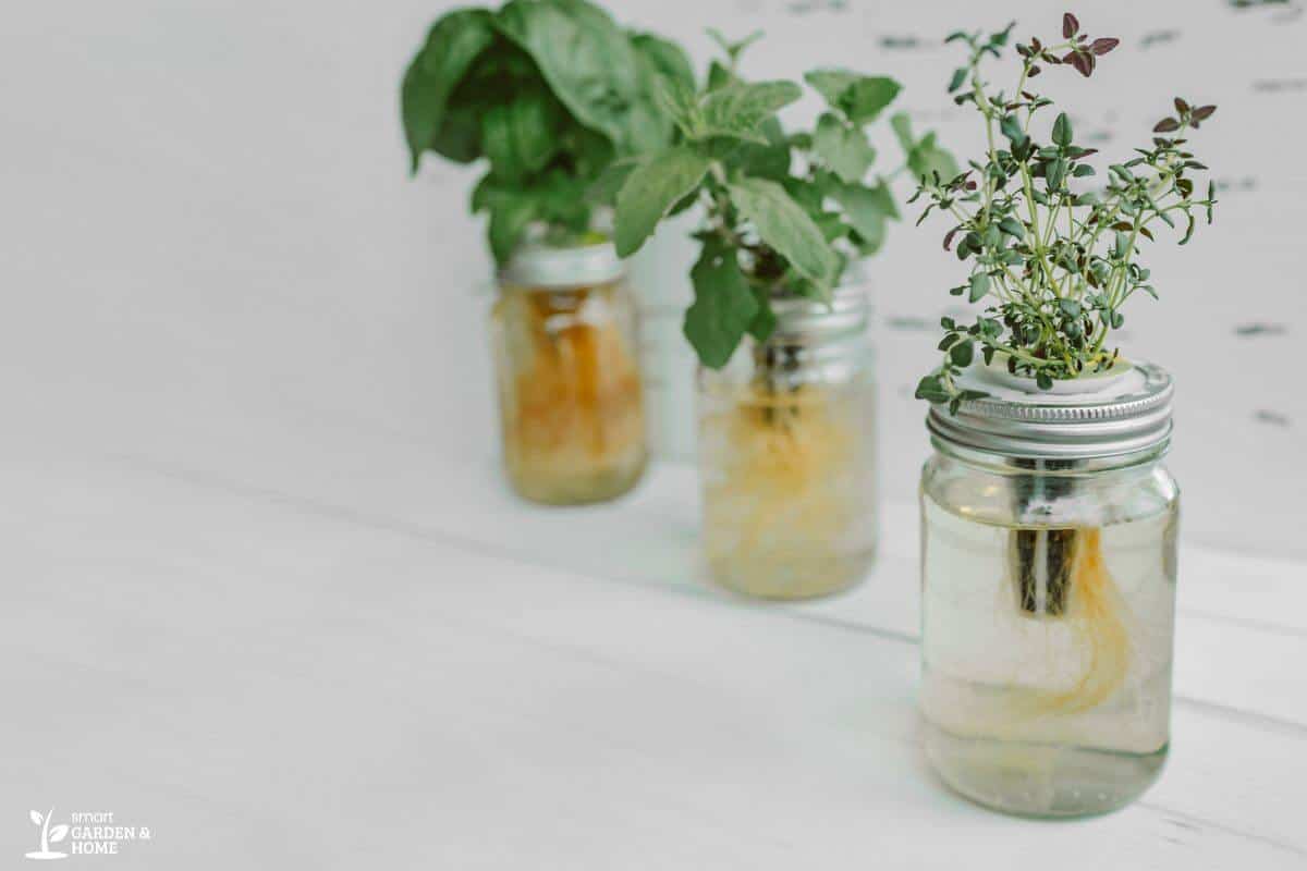 Plants in a Jar for Kratky Hydroponic Method