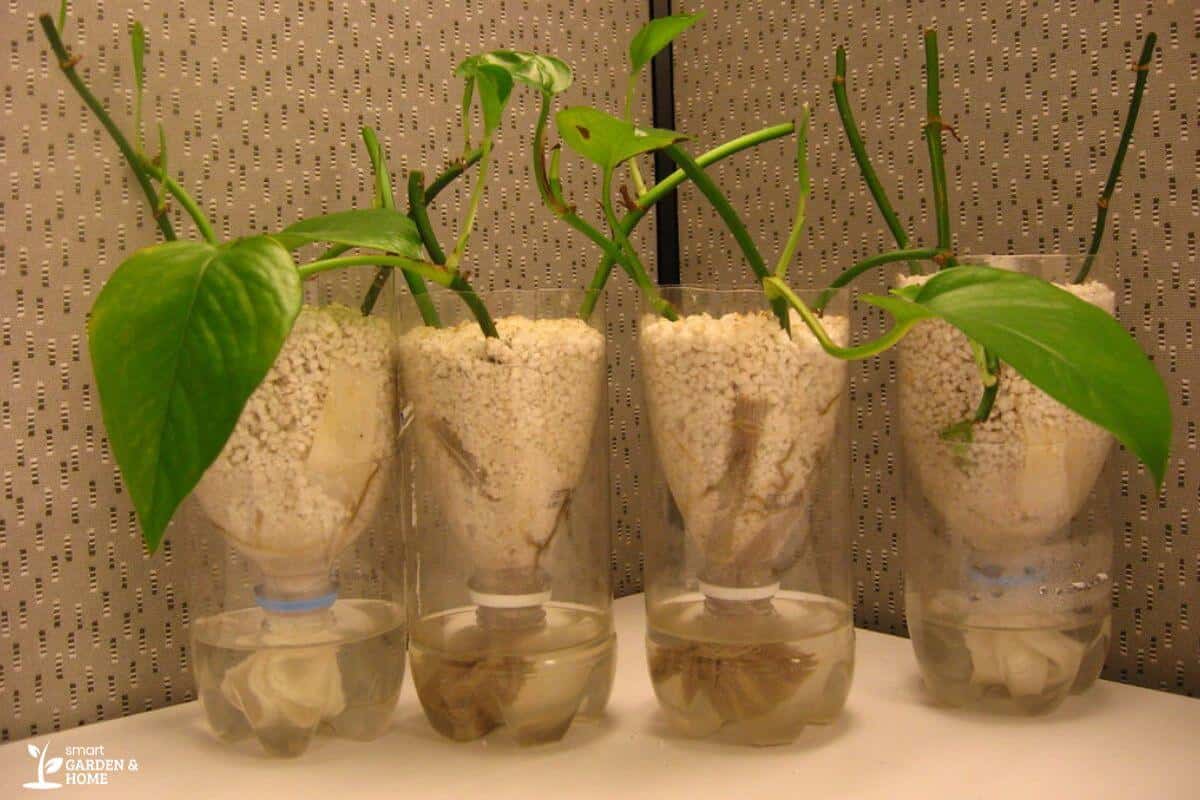 Kratky Method using Plastic Bottles