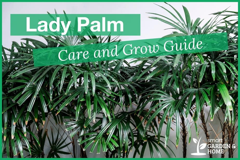 Lady Palm Plant Care And Grow Guide - Smart Garden And Home