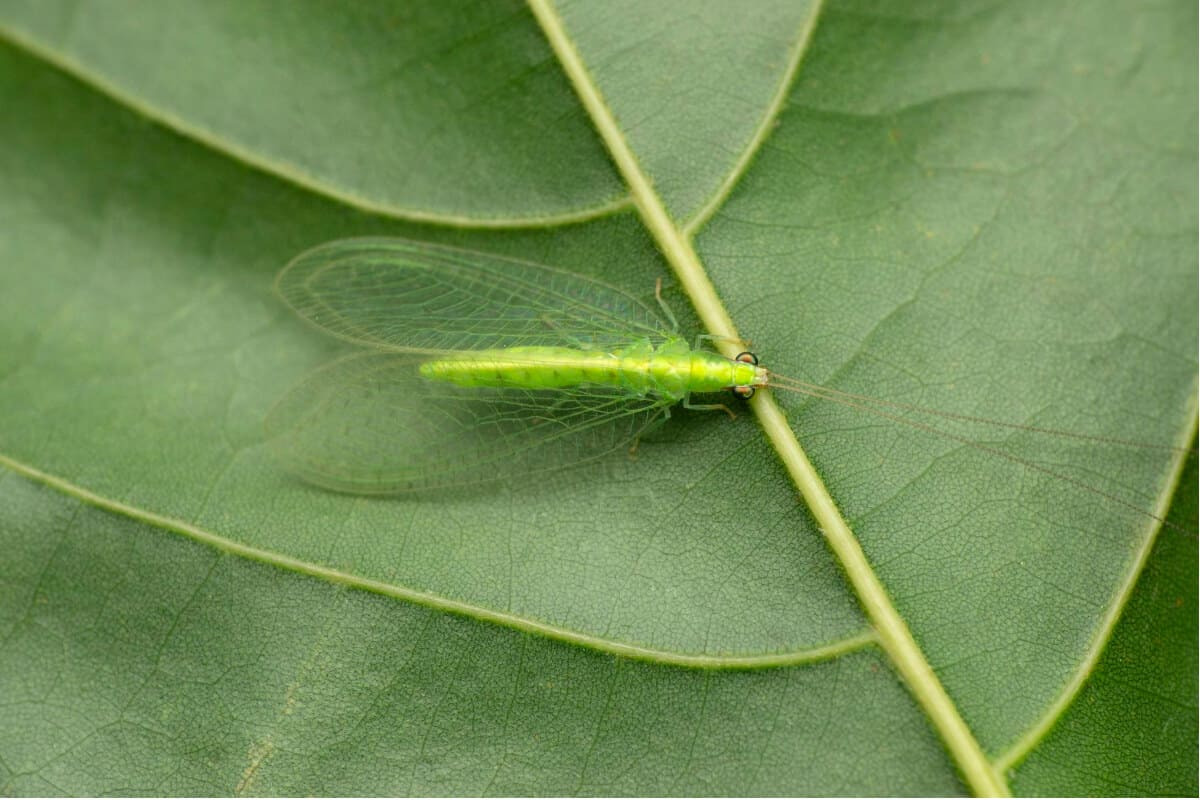 Ladybug Alternatives -Lacewing