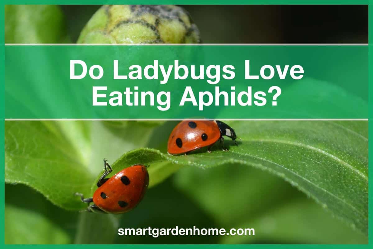 Do Ladybugs Love Eating Aphids? - Smart Garden And Home