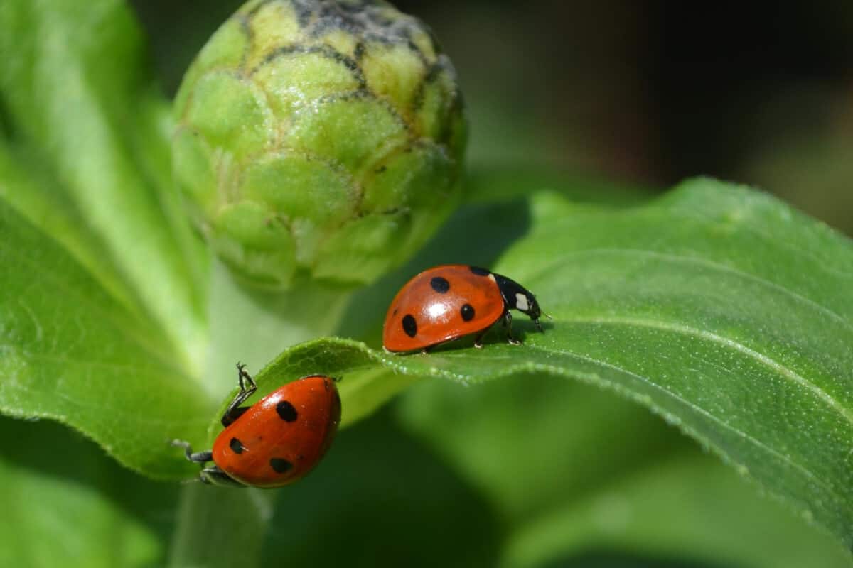 Ladybugs Eating Aphids