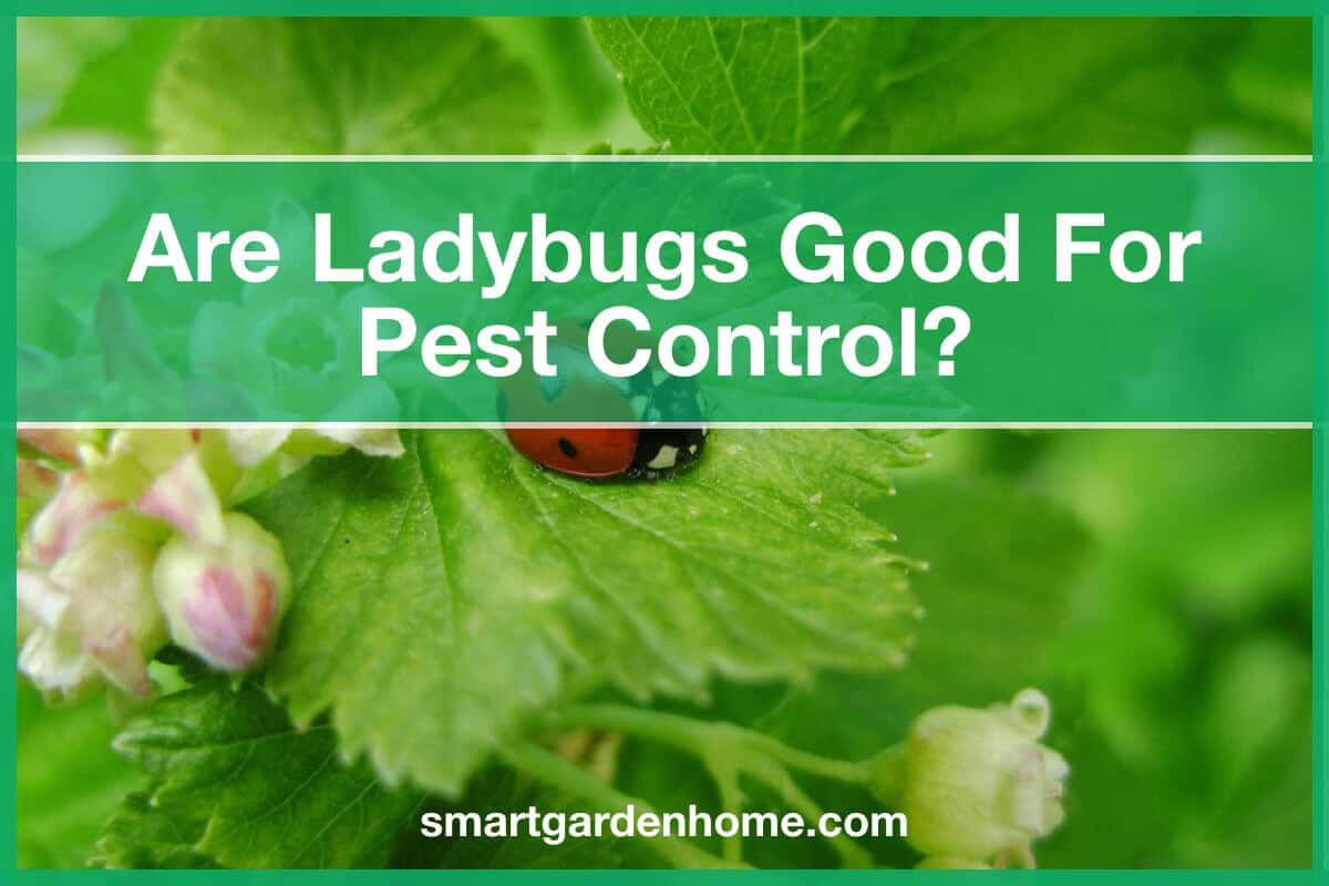 Are Ladybugs Good For Pest Control? Yes And No - Smart Garden And Home