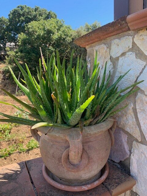 Large Aloe Plant