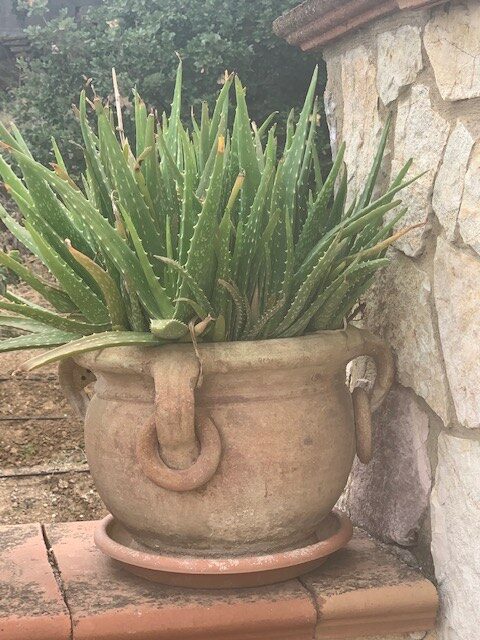 Large Aloe Plant