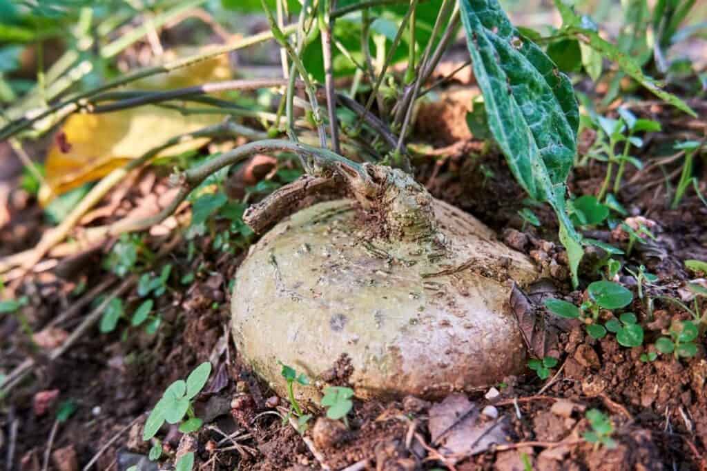 Large Jicama Growing in the Ground