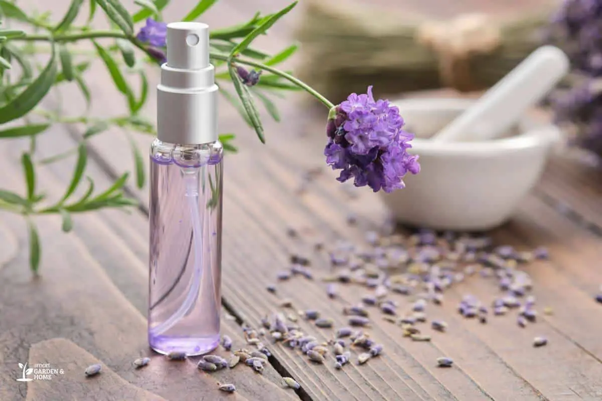 Homemade Lavender Repellant Spray