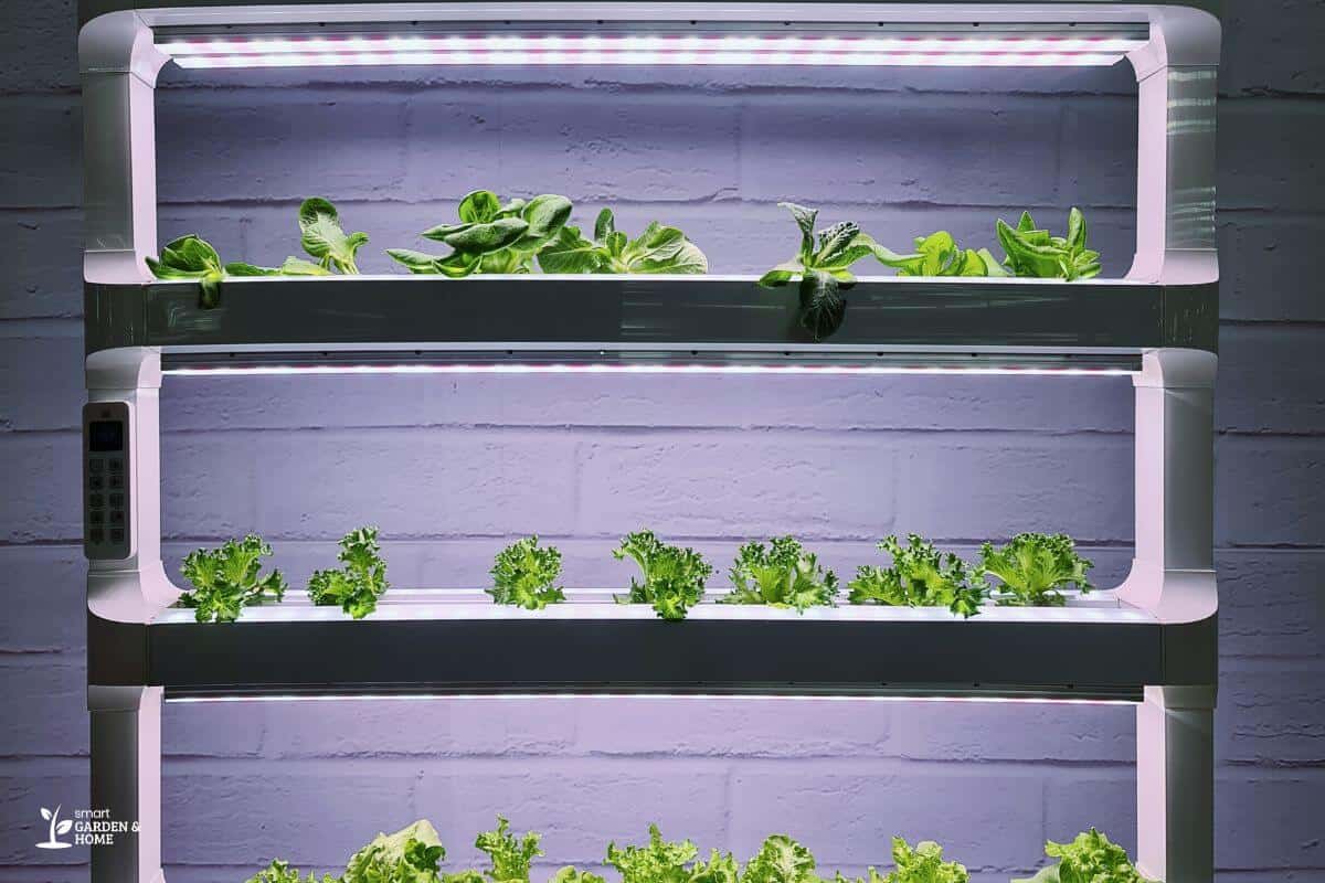 Layered Hydroponic System with Good Grow Lights Setup