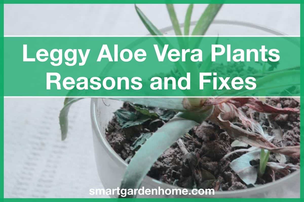 Reasons for Leggy Aloe Vera and How to Fix It