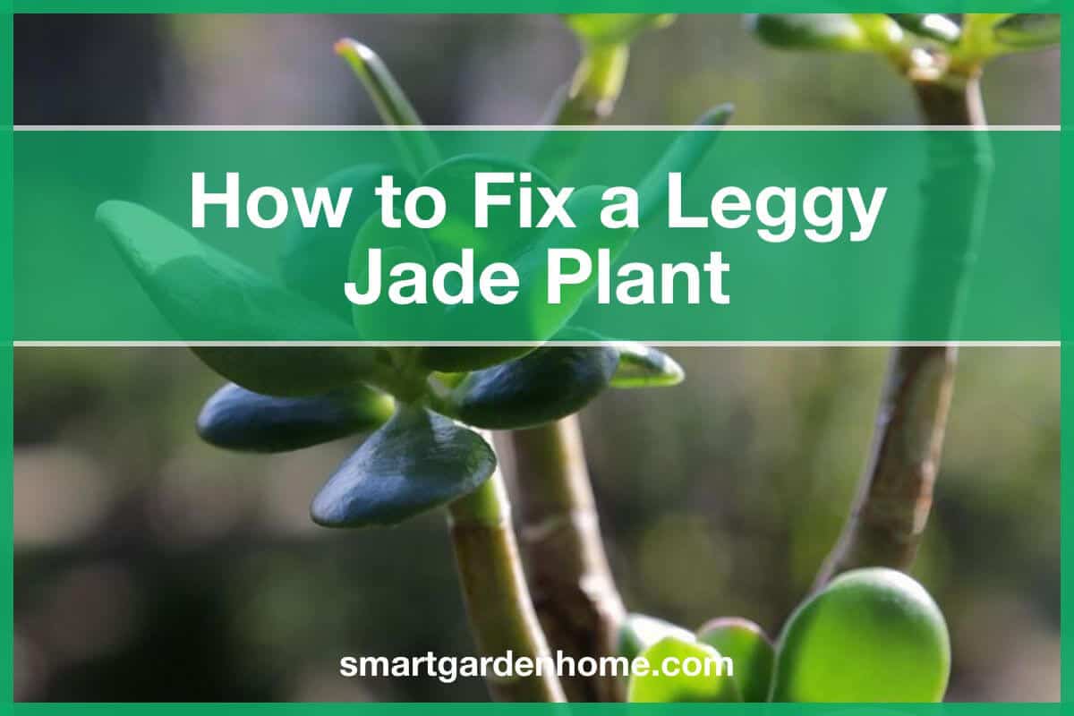 Leggy Jade Plant