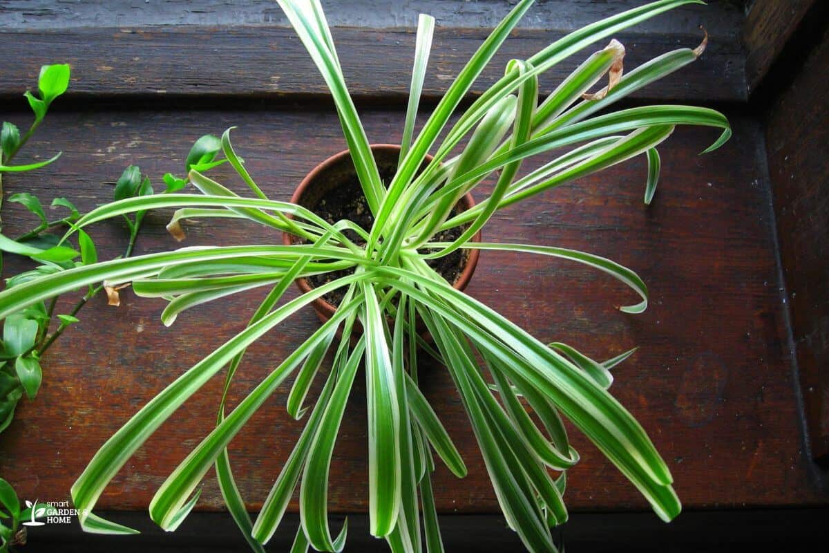 Leggy Spider Plant Leaves