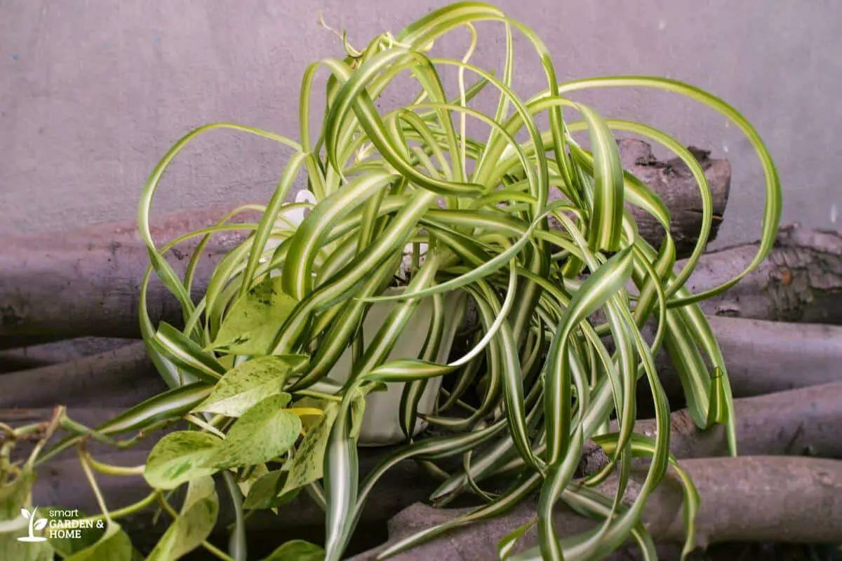 Leggy Spider Plant that Needs Trimming