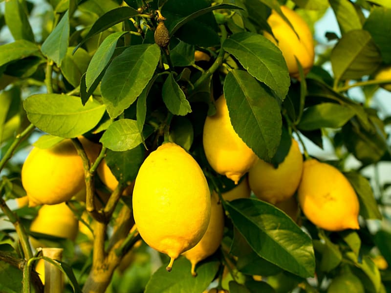 Lemon Tree