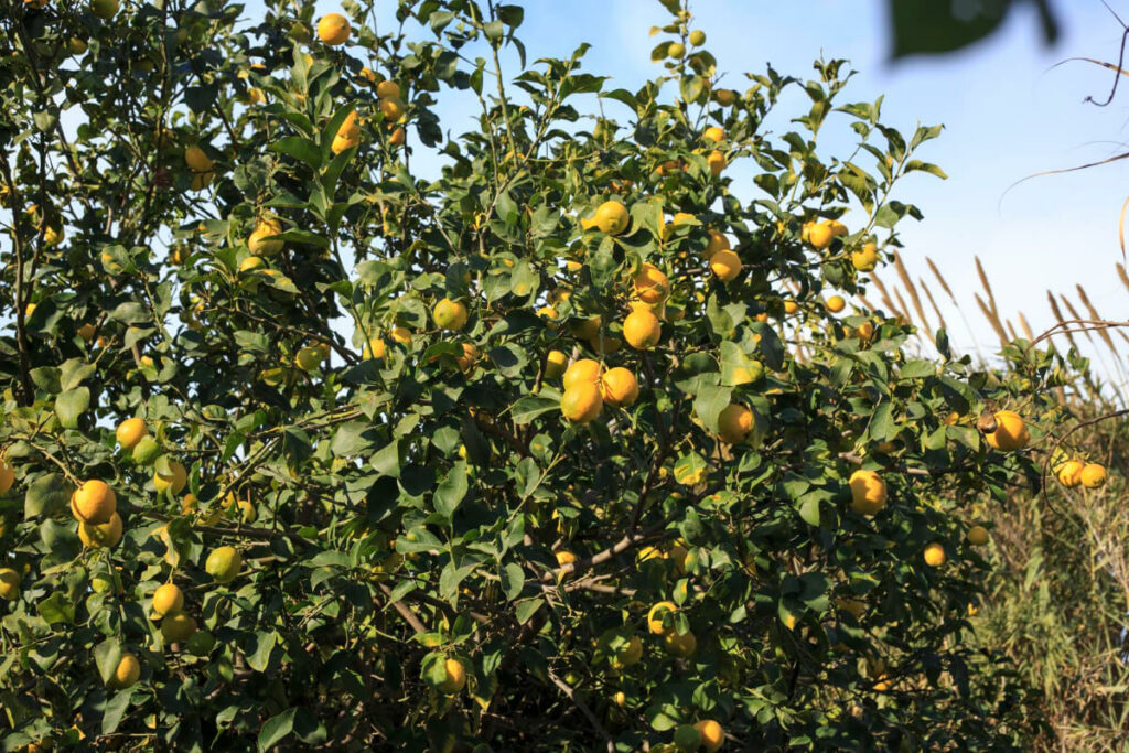 Lemon Trees