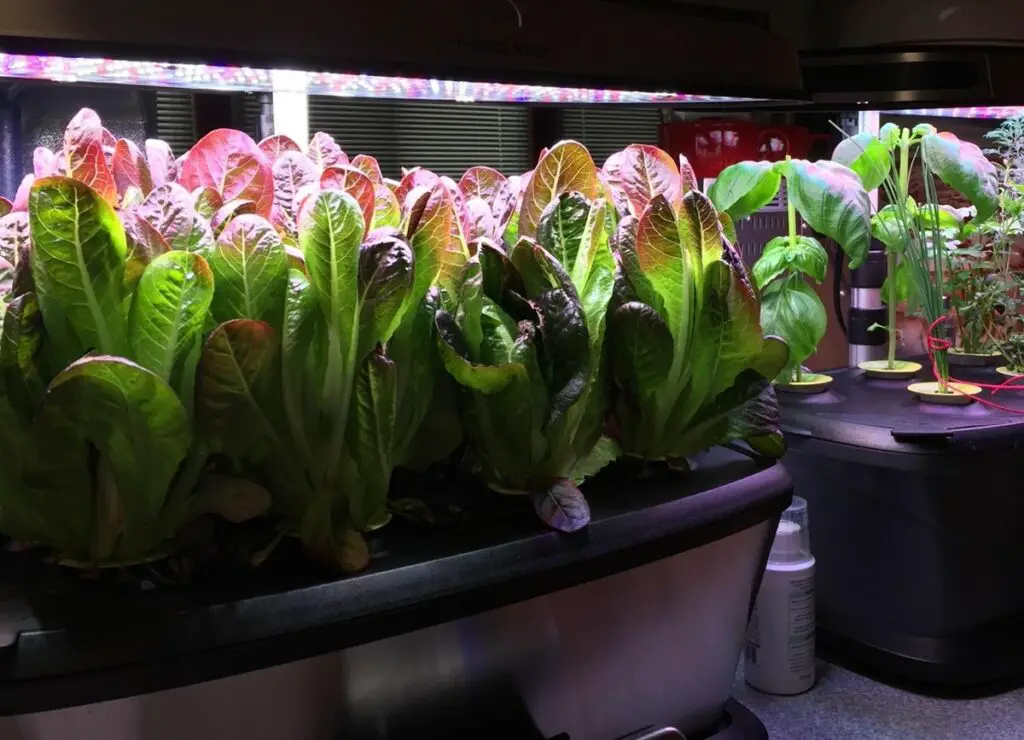 Lettuce and Salad Greens Growing in AeroGarden