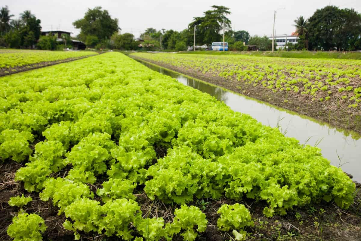 Lettuce that Ants Love in a Vegetable Garden